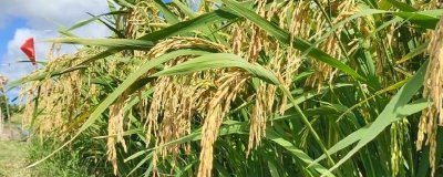 水稻和旱稻的区别，主要区别在于耐旱能力