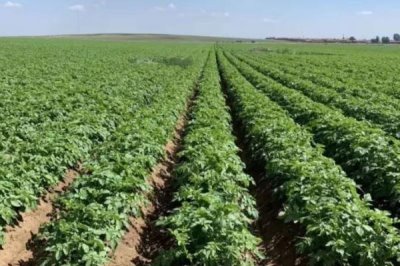 土豆蚜虫如何防治,可物理防治也可化学防治