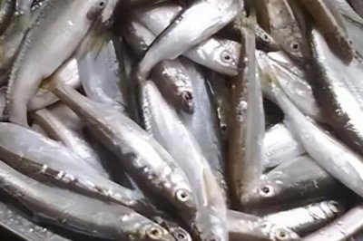 中国北方常见的淡水鱼品种,这7种最为常见