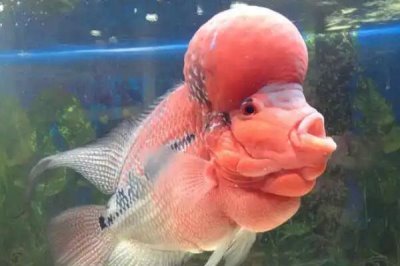 怎么让罗汉鱼快速起头,采取投喂专用饲料、照镜子、多换水等措施