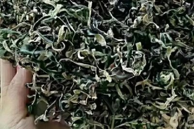 白背木耳的市场价格,价格在15-30元一斤