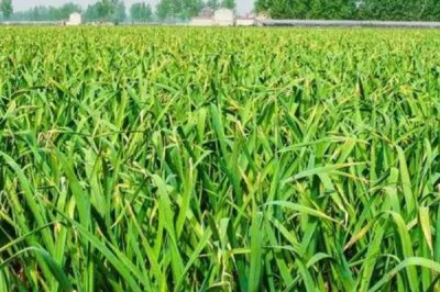 秋大蒜病虫草害防治技术，不同病害的防治方法不同