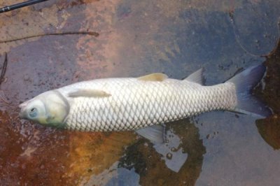 新关东钩的优缺点，优点是可垂钓大型鱼类、缺点是对吸食型鱼类的中鱼率偏低