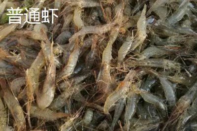 基围虾和普通虾有什么区别，哪个更贵