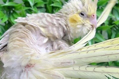 判断鹦鹉身上有虫的方式，常表现为羽毛杂乱且精神紧张