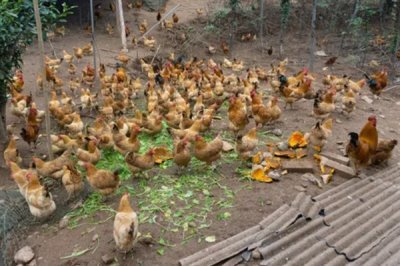 散养鸡如何养殖，养鸡时要选择合适的鸡苗