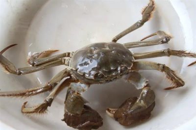 河蟹的价格,一斤需要10-35元左右