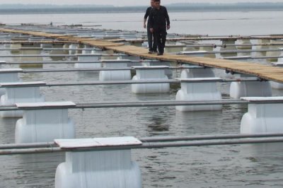 银鲴鱼的价格,一斤需要5-10元左右