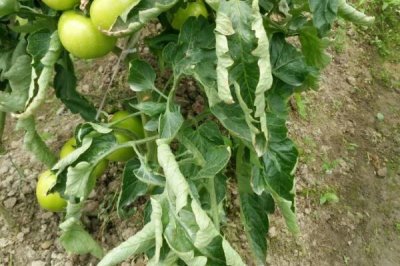 西红柿卷叶的原因,水分不足和农药使用不当会导致