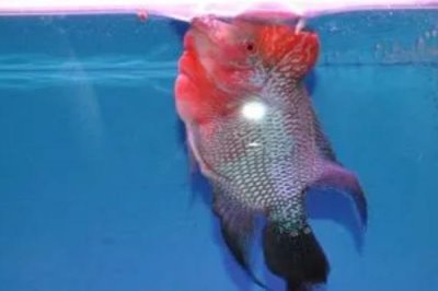 罗汉鱼起头时间，珍珠品系在体长3-5厘米时开始