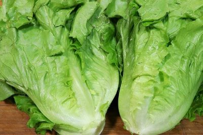 种植哪些蔬菜可以致富,青蒜、油麦菜、小白菜等品种均为适宜选择