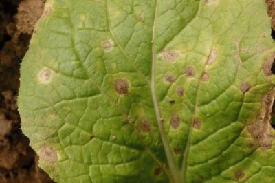 大白菜的生长温度是多少,不同时期对温度的要求不同