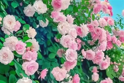 蔷薇花的花语，寓意纯洁的爱情