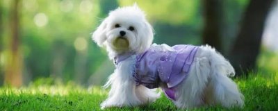 狗脑炎有什么症状，初期会表现出极度兴奋