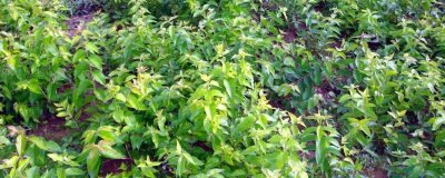 金银木如何繁殖,可播种也可扦插