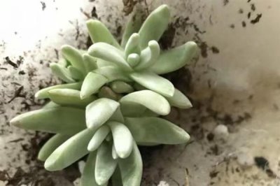 适合对多肉断头的季节,以春季和秋季为宜