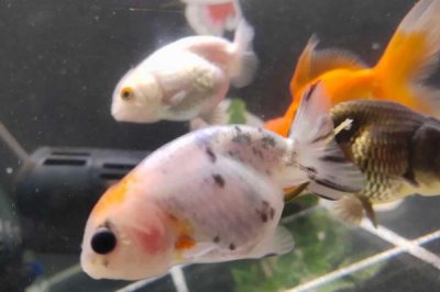 兰寿鱼对氧气的要求,水质较差容易死亡