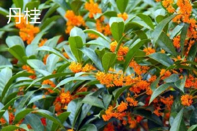 金桂和丹桂有什么区别,花色、叶片形态和花香均不同