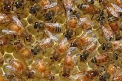 如何直接介入蜂王,将蜂王直接介入蜂群中即可