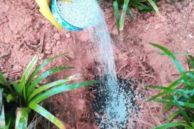 科学施用钾肥的注意事项,钾肥应早施