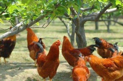 散养土鸡成本,饲养一只土鸡纯利在10元-20元