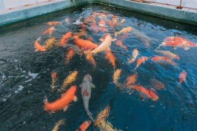 锦鲤身上有白霜如何解决,可单独饲养并用杀菌药物浸洗治疗