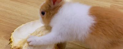 兔子可以吃榴莲吗，可以但需要适量