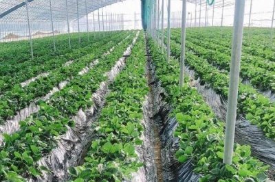 草莓如何控旺，浇水过多是容易导致旺长