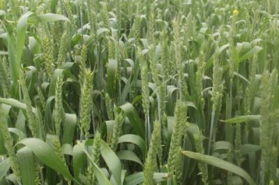 中麦86小麦种子特征特性,注意防治田间杂草和蚜虫