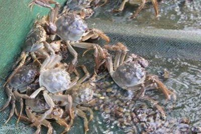 螃蟹用什么水养,淡水蟹用淡水养殖