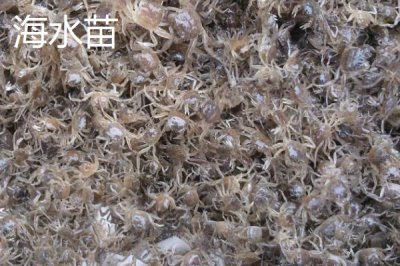 大闸蟹劣质蟹苗有哪些,药害苗、蜕壳苗和花色苗都属于