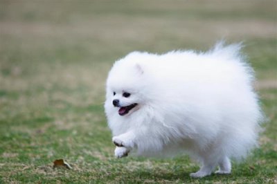 博美犬怎么训练，需要从简单到难