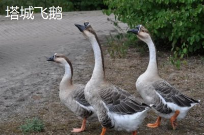 新疆塔城市的特产,乌苏柳花茶被视为茶中极品