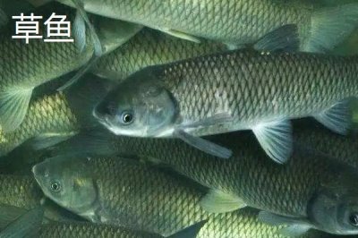 青鱼和草鱼的区别,科属、形态和栖息环境均不同