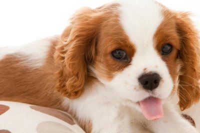 犬鞭虫病的防治措施，日常做好狗狗生活环境的卫生工作