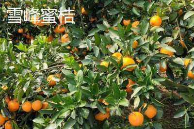 湖南临湘的土特产，包括龙窖腐乳、龙窖酱菜、临湘黑茶等种类