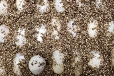 火焰龟多大才能繁殖,养殖7-8年之后它们便具备繁殖能力