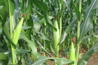 良玉919玉米种简介，可精量播种及机械化收获