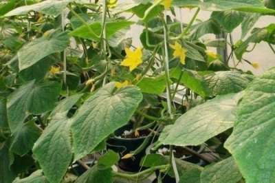 家庭版黄瓜种植技巧,一年四季均可播种