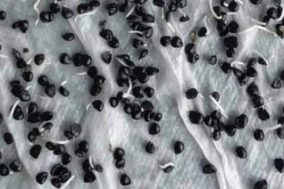 四季香葱如何催芽,首先挑选健壮饱满的种子