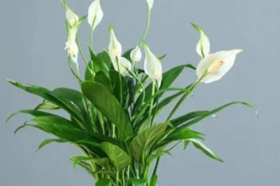 一帆风顺花怎么养殖,可常年放在室内具有散射光的位置