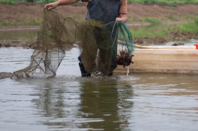 怎么养殖小龙虾,清塘消毒、培育浮游生物后再放入虾苗