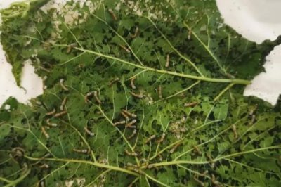 怎么养蚕,先将蚕具和蚕室进行彻底消毒