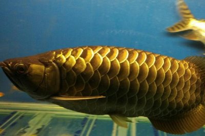 黄龙鱼好不好养，饲养难度较小
