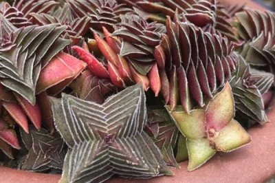 如何养殖茜之塔，每个月要追施一次复合肥