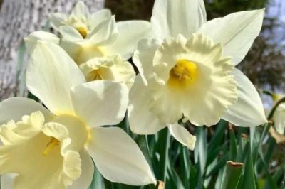 水仙的花期如何控制，可通过调整温度控制花期