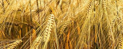 中麦86小麦种子特征特性,注意防治田间杂草和蚜虫