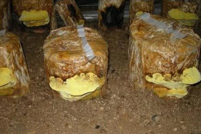 种植桑黄的利润和风险,效益可观但一些企业会进行欺骗经营