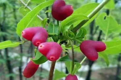 杈杷果苗的价格,各地区的售价有差异