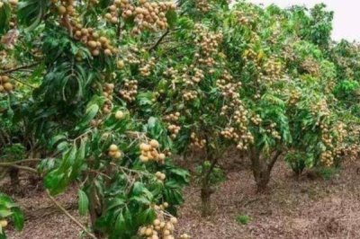 种植龙眼怎么育苗,需经过浸种催芽后再播种